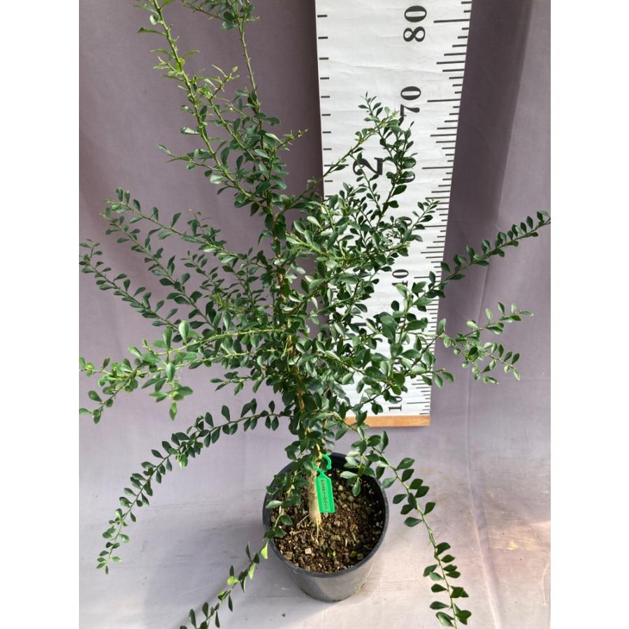 フィンガーライム・テイスティグリーン 7号ポット : 日本ライン花木