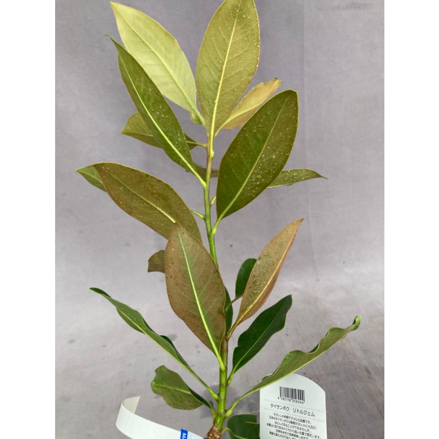 タイサンボク・リトルジェム 3.5号 : 日本ライン花木センターYahoo