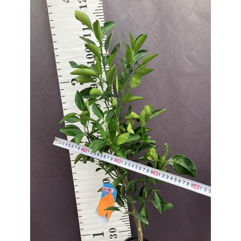 みかん・不知火（デコポン）【2年生接ぎ木苗】 : 日本ライン花木