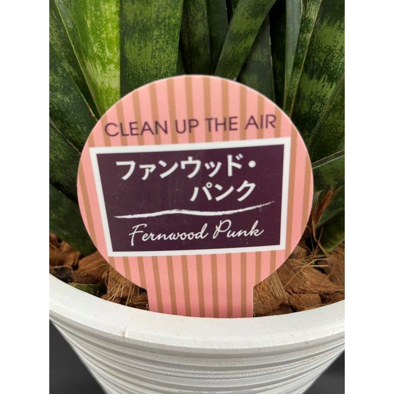 サンセベリア【ファンウッド・パンク】7号鉢 : 日本ライン花木