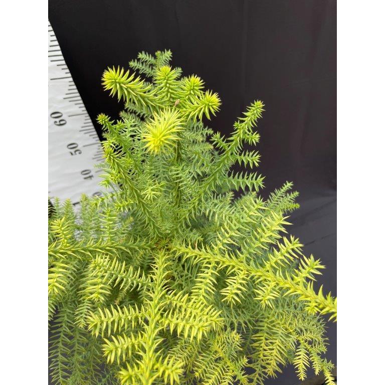 希少 セイヨウスギ・アローカリア アローカリア ナンヨウスギ 7号鉢 観葉植物 : 日本ライン花木センター