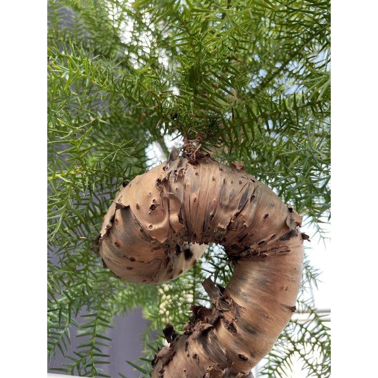 アローカリア ナンヨウスギ 7号鉢 観葉植物 : 日本ライン花木センター