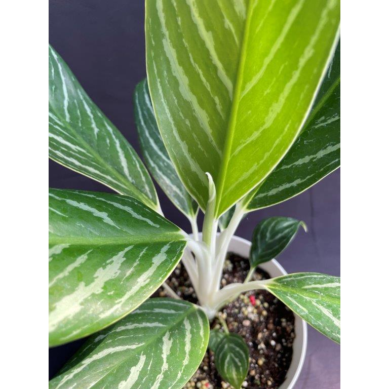 アグラオネマ　白蛇系 アグラオネマ白蛇系