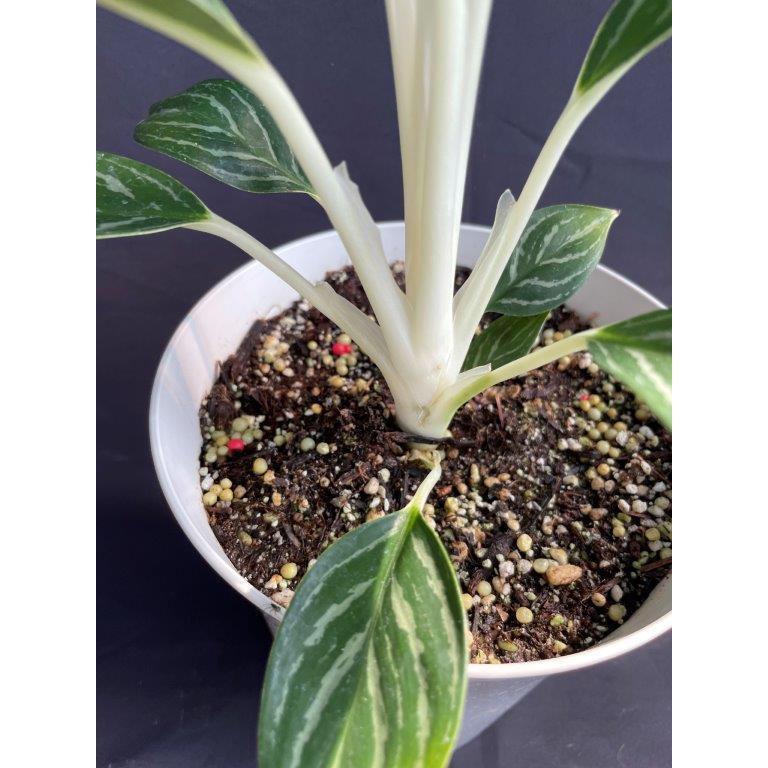 アグラオネマ・ホワイトステム 観葉植物 : 日本ライン花木センター