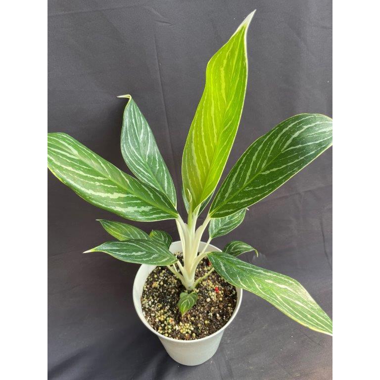 アグラオネマ・ホワイトステム 観葉植物 : 日本ライン花木センター