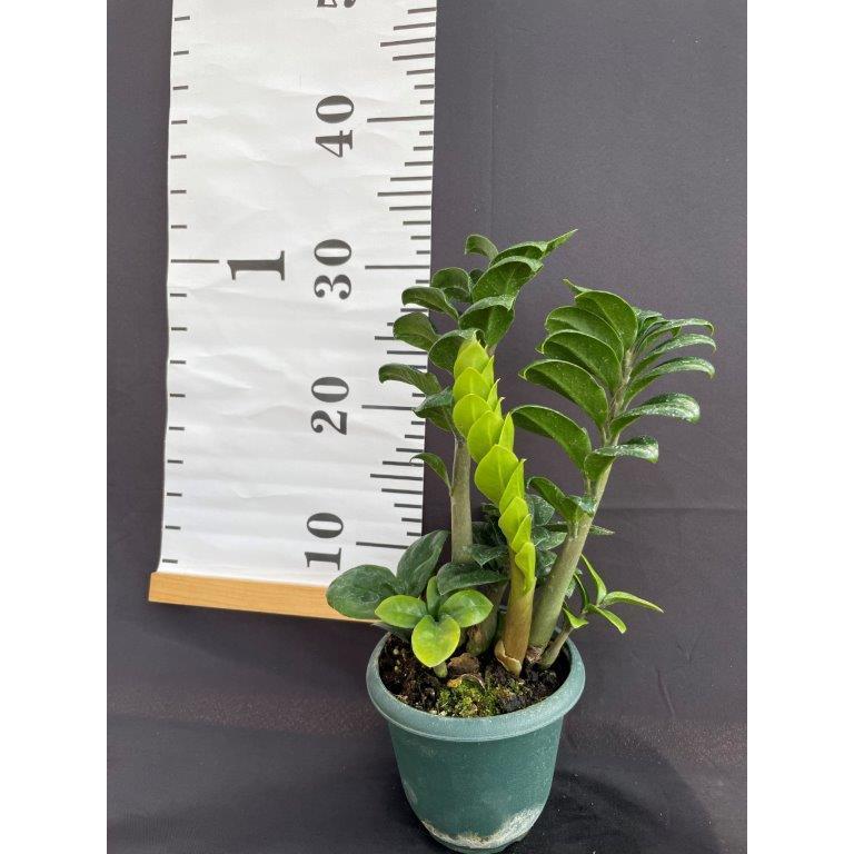 ザミオクルカス・ドワーフコンパクタ 観葉植物 : 日本ライン花木