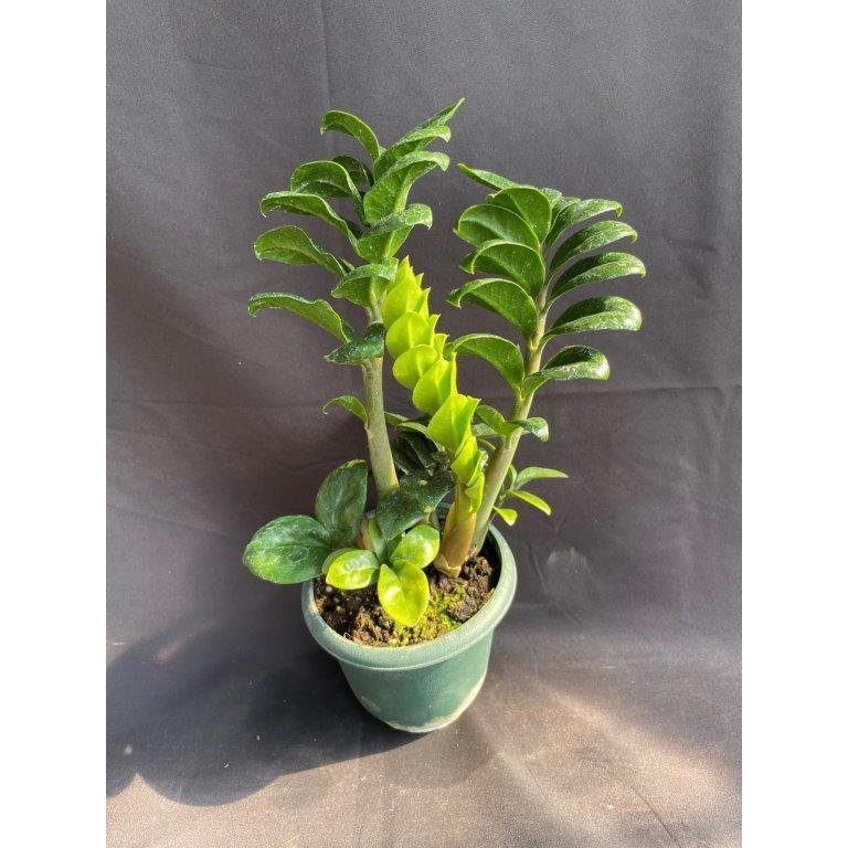ザミオクルカス・ドワーフコンパクタ 観葉植物 : 日本ライン花木