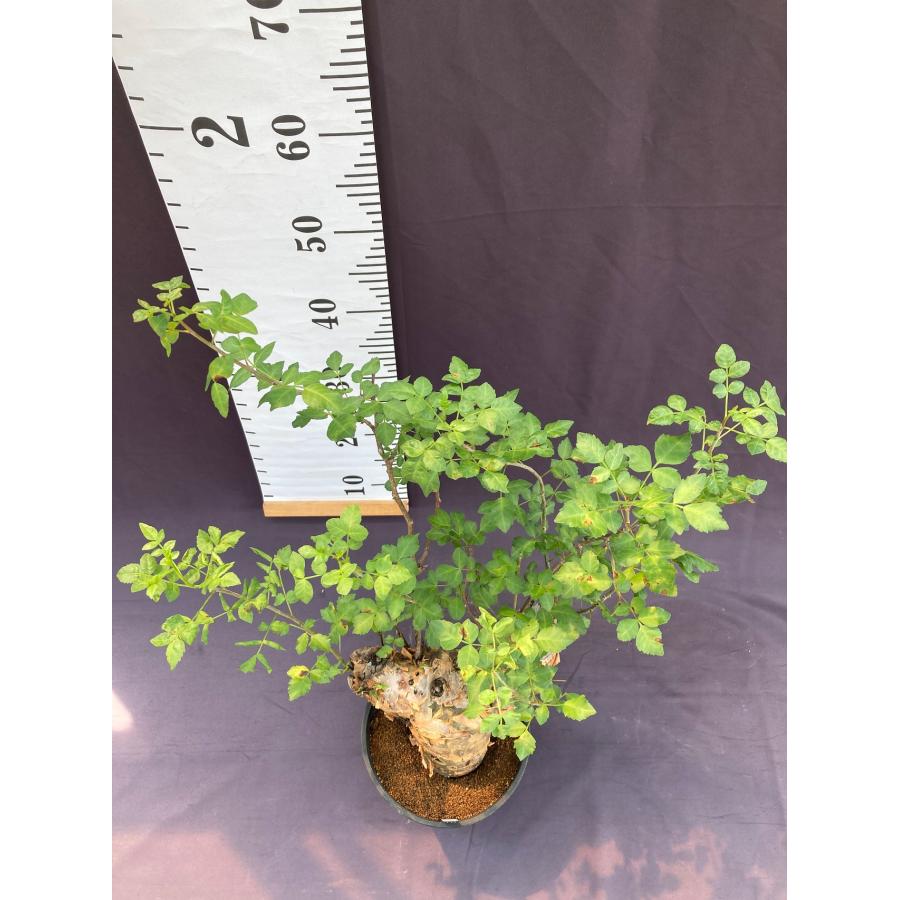 現品１点物！超美形ブルセラファガロイデス６号鉢 ブルセラ・ファガロイデス 6号※送料無料 : 日本ライン花木センター