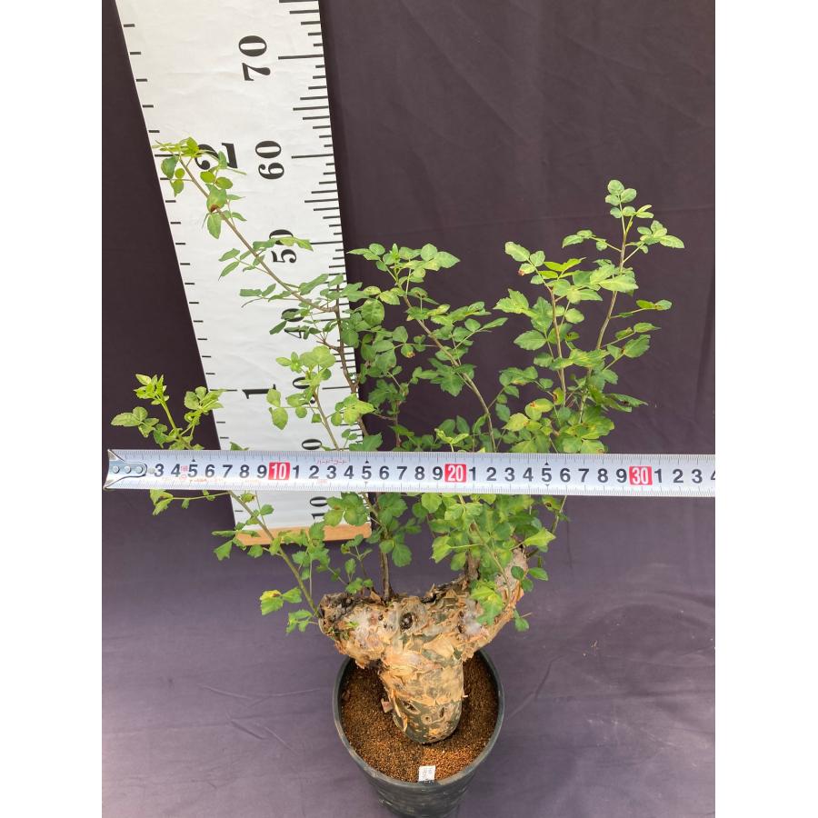 ブルセラ・ファガロイデス 6号※送料無料 : 日本ライン花木センター