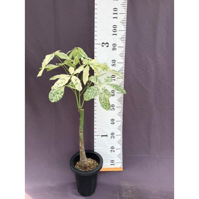 斑入りパキラ・ミルキーウェイ※送料無料 : 日本ライン花木センター