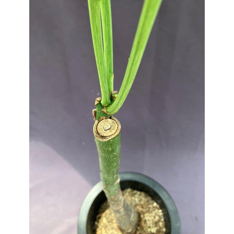 パキラ ミルキーウェイ 4 観葉植物：パキラ ミルキーウェイ*斑入り 5号プラポット : 遊恵盆栽