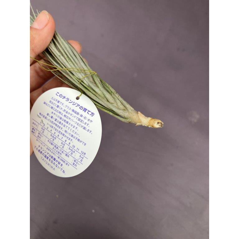 エアプランツ・チランジア・トメキー（中）【現品】※送料無料 : 日本