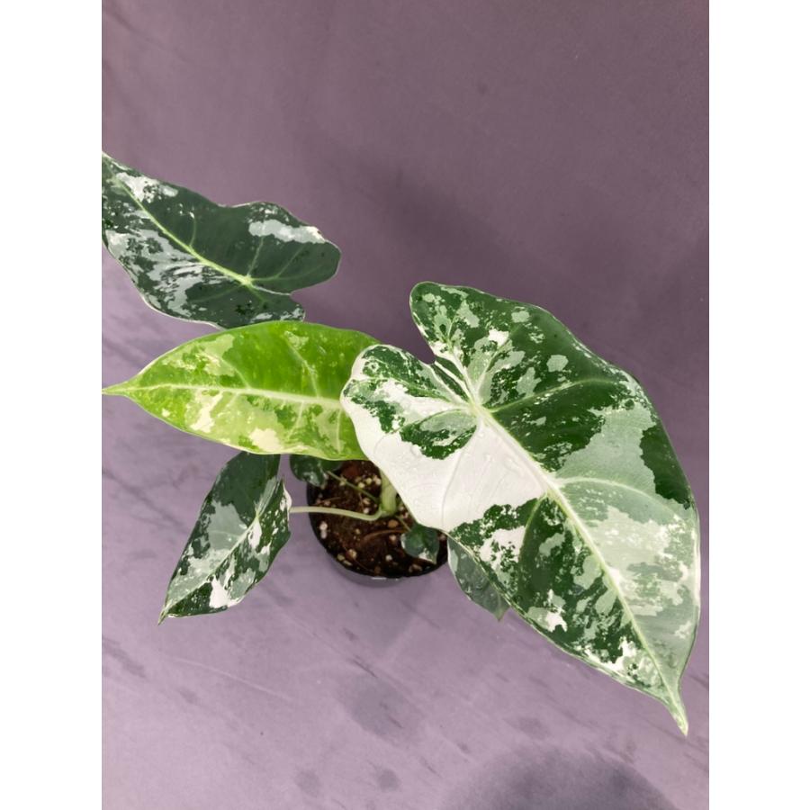 アロカシア・グリーンベルベット斑入り 3.5号 : 日本ライン花木