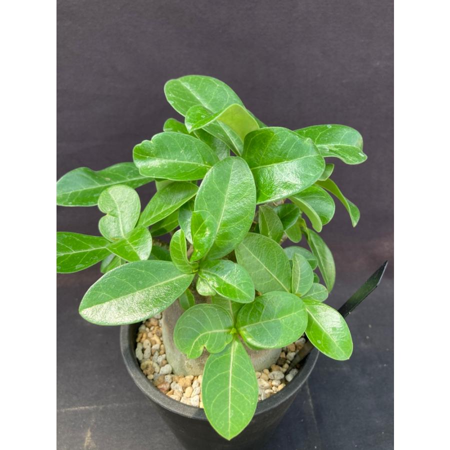 アデニウム・ブラックゴジラ 4号 : 日本ライン花木センターYahoo