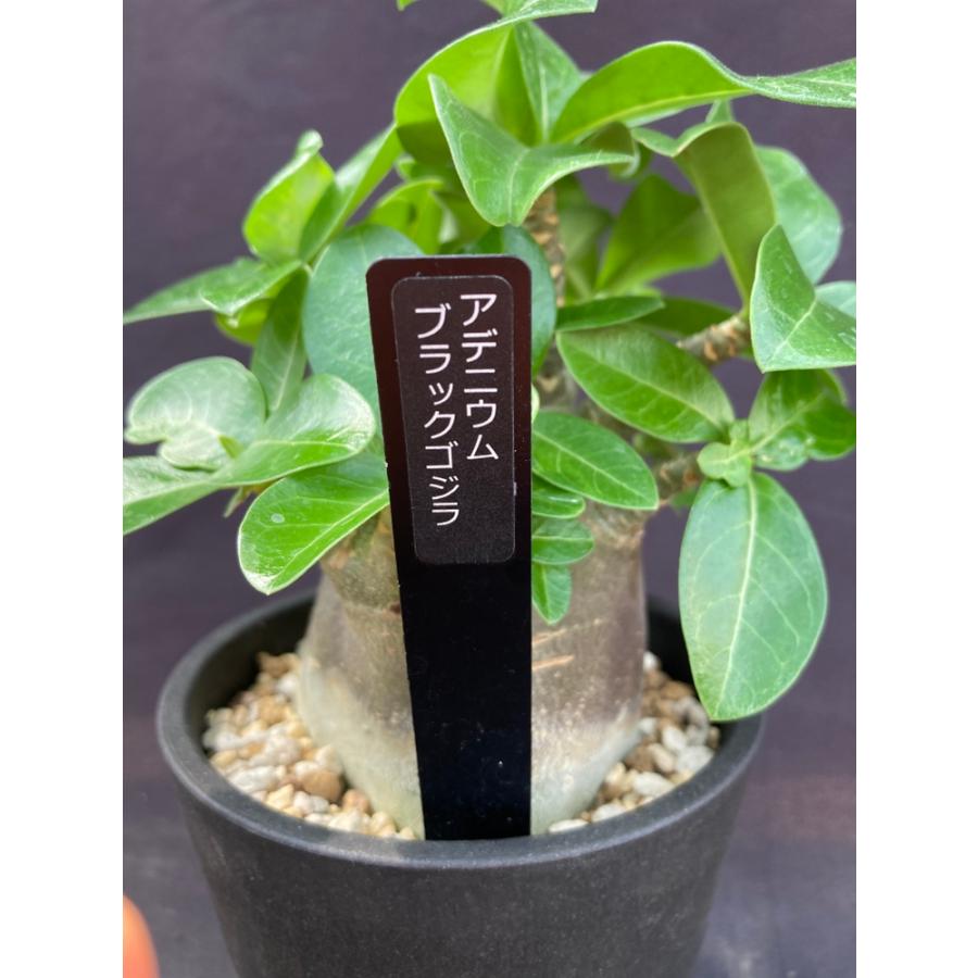 アデニウム・ブラックゴジラ 4号 : 日本ライン花木センターYahoo