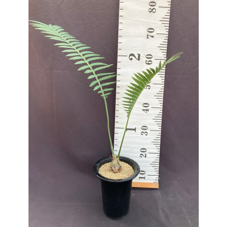 現品】ディオーン・スピヌロスム 5.5号 : 日本ライン花木センターYahoo