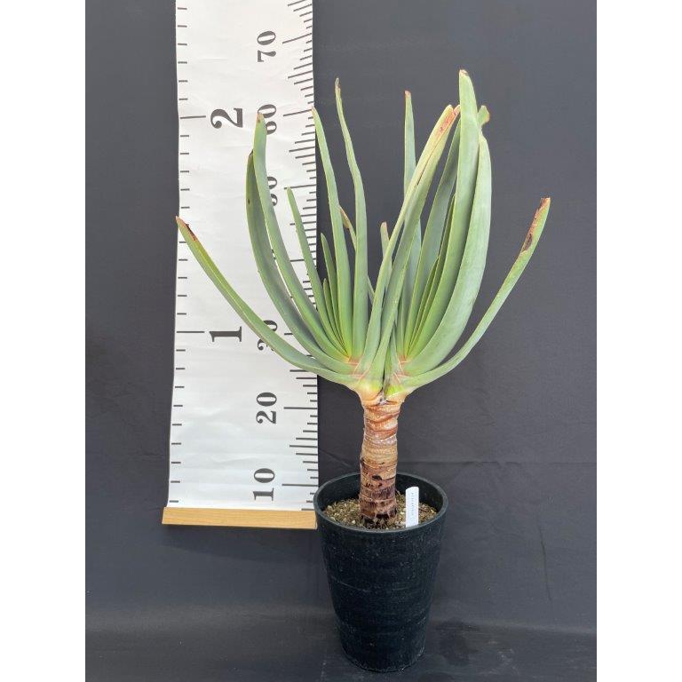 アロエ プリカティリス 多肉植物 : 日本ライン花木センターYahoo