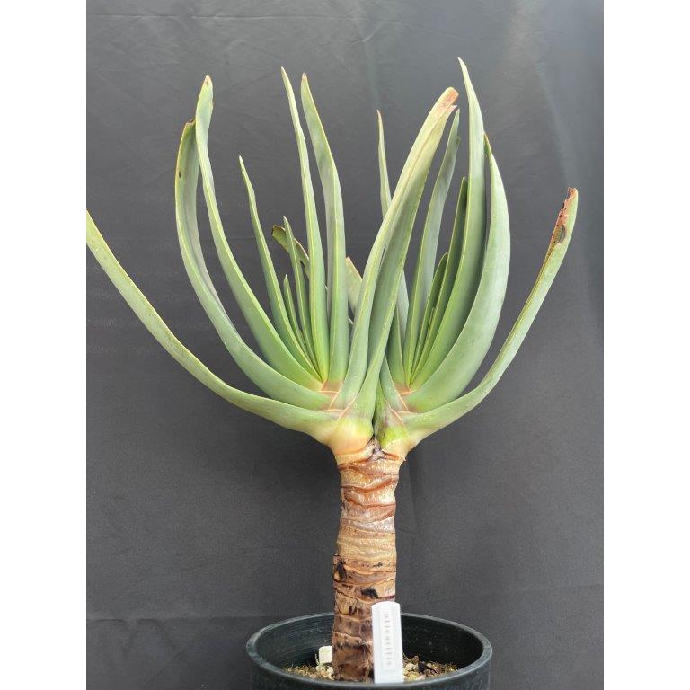 アロエ プリカティリス 多肉植物 : 日本ライン花木センターYahoo