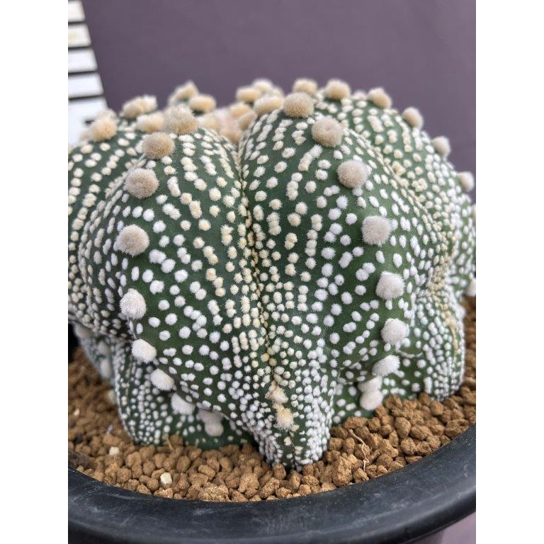 アストロフィツム・兜丸 ４号【現品販売】 