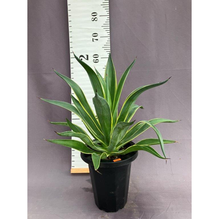 アガベ　　ベネズエラ アガベ ベネズエラ