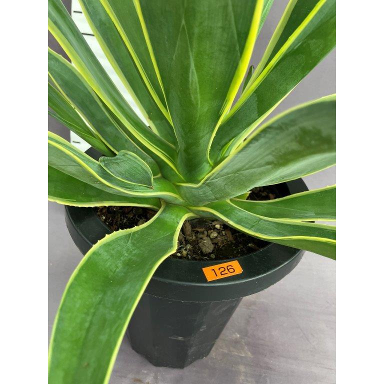 アガベ・ベネズエラ 7号 : 日本ライン花木センターYahoo!ショップ