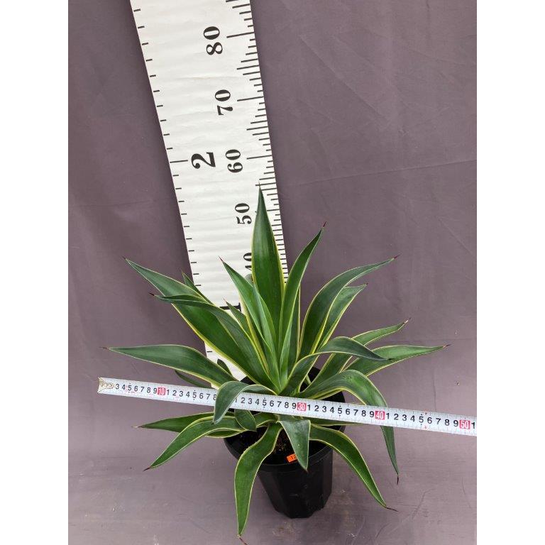 アガベ・ベネズエラ 7号 : 日本ライン花木センターYahoo!ショップ