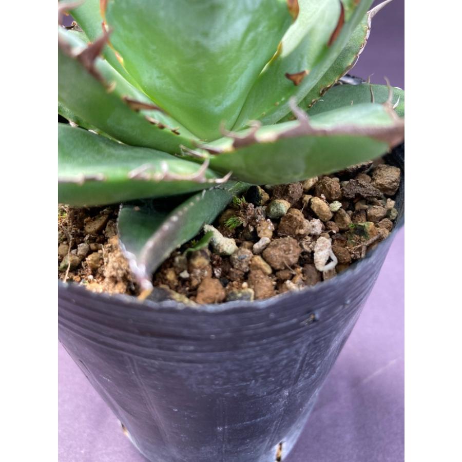 アガベ・チタノタ【黒蒂斯ハデス】 : 日本ライン花木センターYahoo