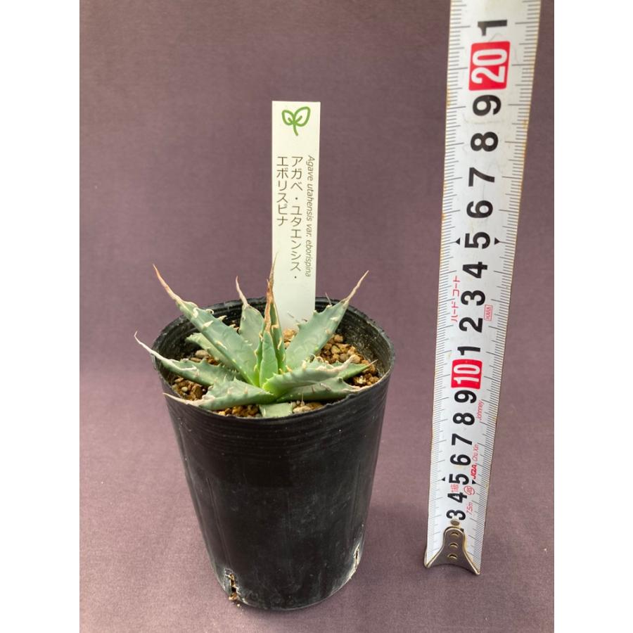 アガベ・ユタエンシス・エボリスピナ : 日本ライン花木センターYahoo