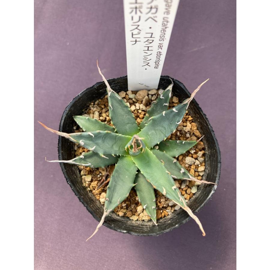 アガベ・ユタエンシス・エボリスピナ : 日本ライン花木センターYahoo