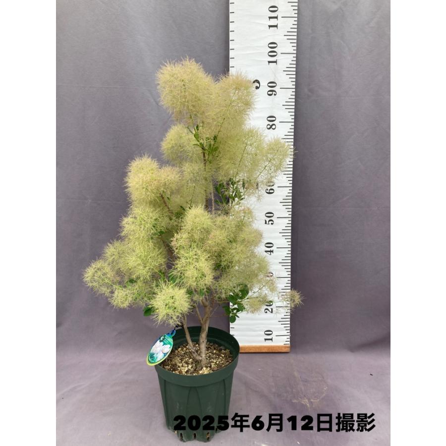スモークツリー・ヤングレディー 7号 けむりの木 : 日本ライン花木