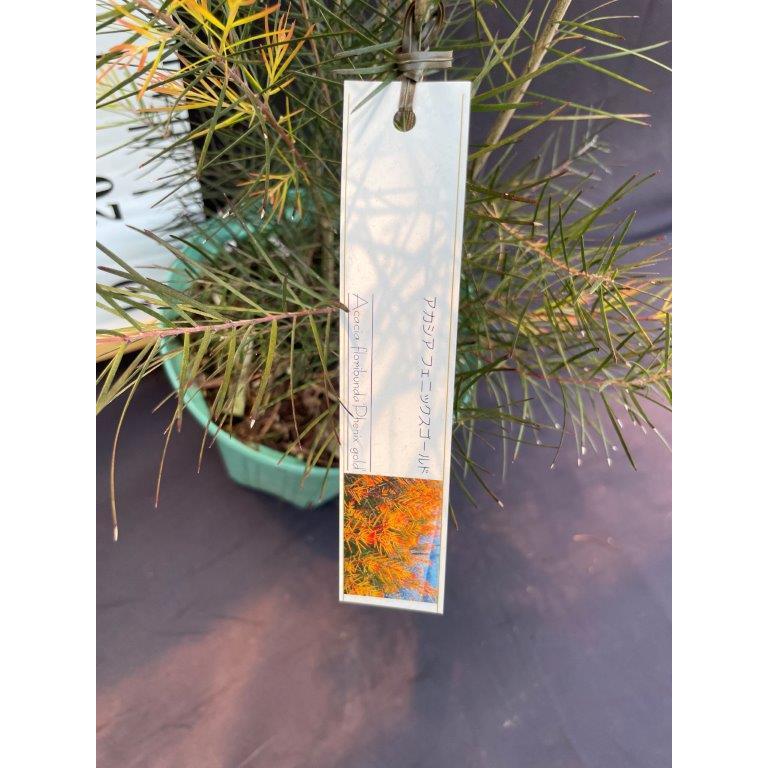 アカシア フェニックスゴールド 希少 アカシア フェニックスゴールド 8