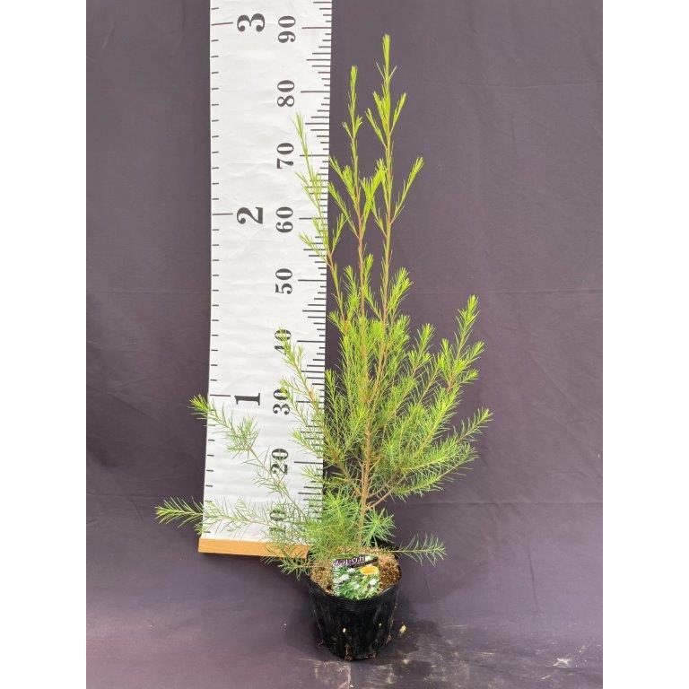 メディカルティーツリー 5号ポット : 日本ライン花木センターYahoo