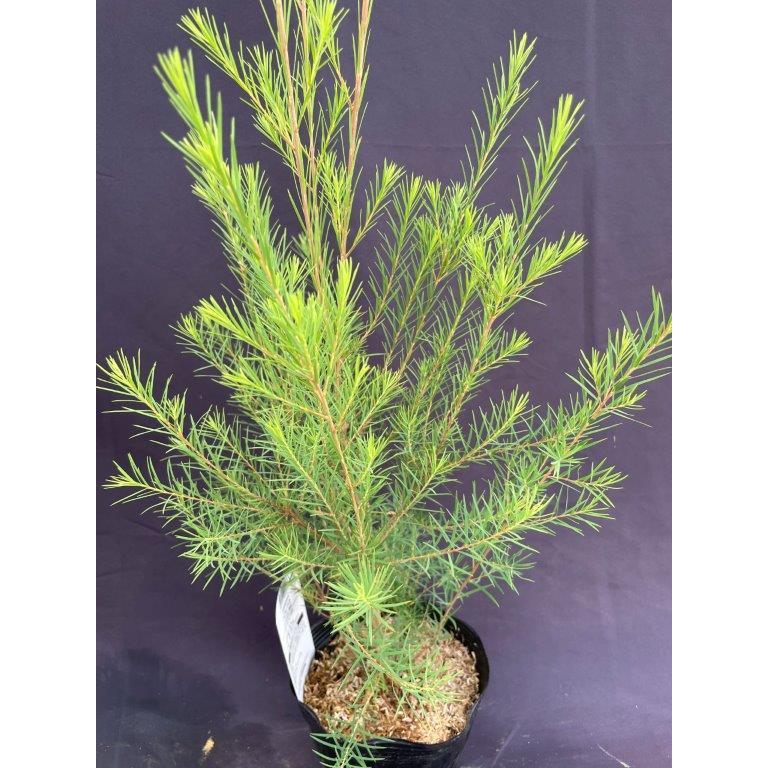 メディカルティーツリー 5号ポット : 日本ライン花木センターYahoo