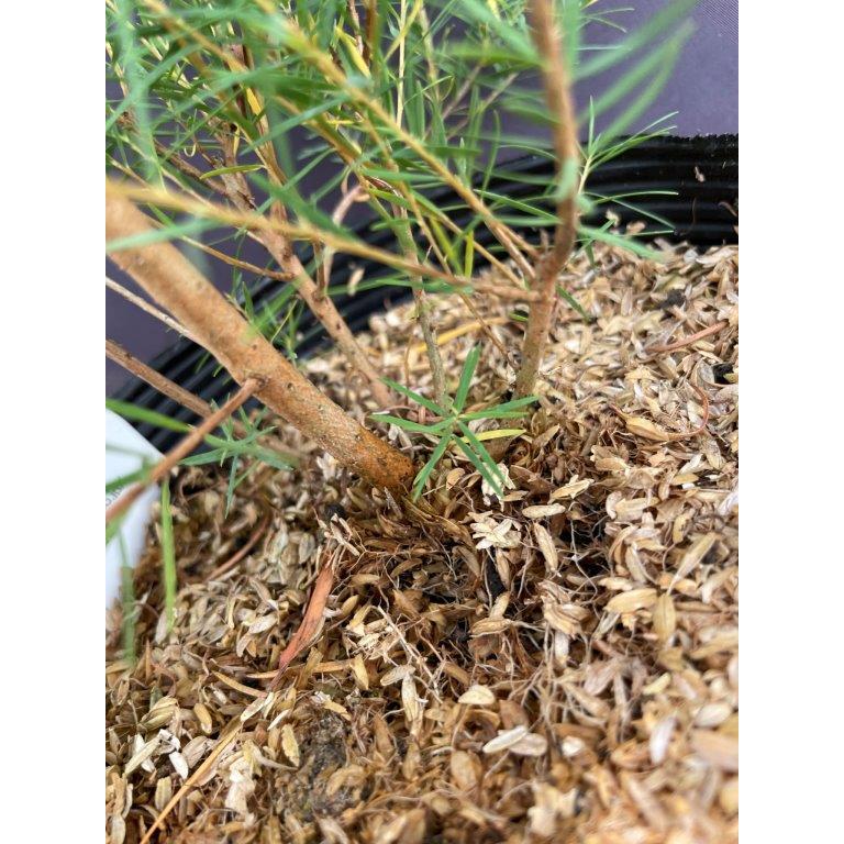 メディカルティーツリー 5号ポット : 日本ライン花木センターYahoo