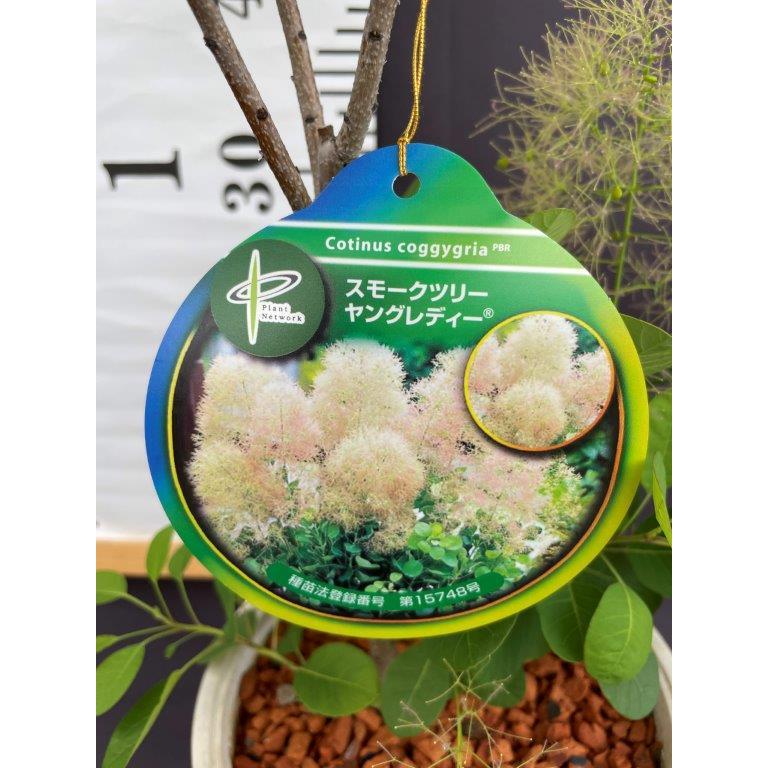 スモークツリー・ヤングレディー 6号 けむりの木 : 日本ライン花木