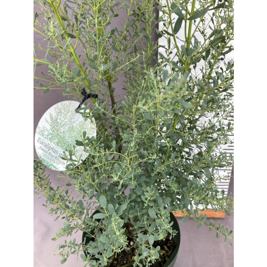 ユーカリ・グニー【フランスブルーレンガン】6号 : 日本ライン