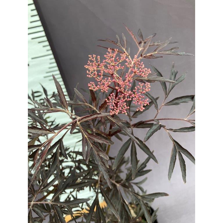 ブラックサンブカゼブラドリンクのレシピ