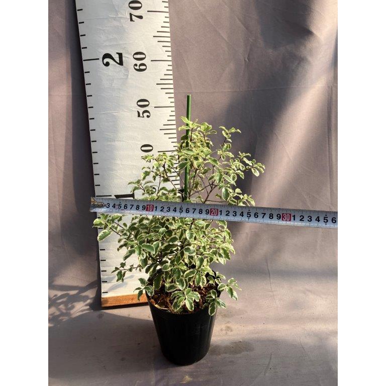 ピットスポルム・バイエガタ 5号 クロハトベラ 斑入り : 日本ライン