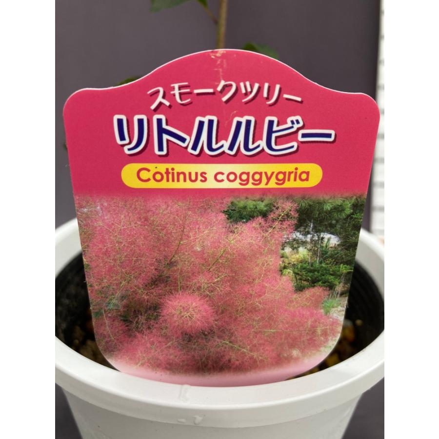 スモークツリー・リトルルビー 5号 : 日本ライン花木センターYahoo