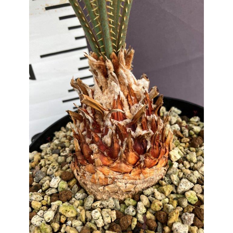 サイカス・カイルンシアナ 5号【現品販売】 サイカス カイルンシアナ