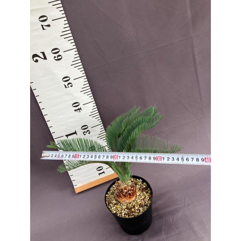 サイカス・カイルンシアナ 5号【現品販売】 楽天市場】【現品・現物