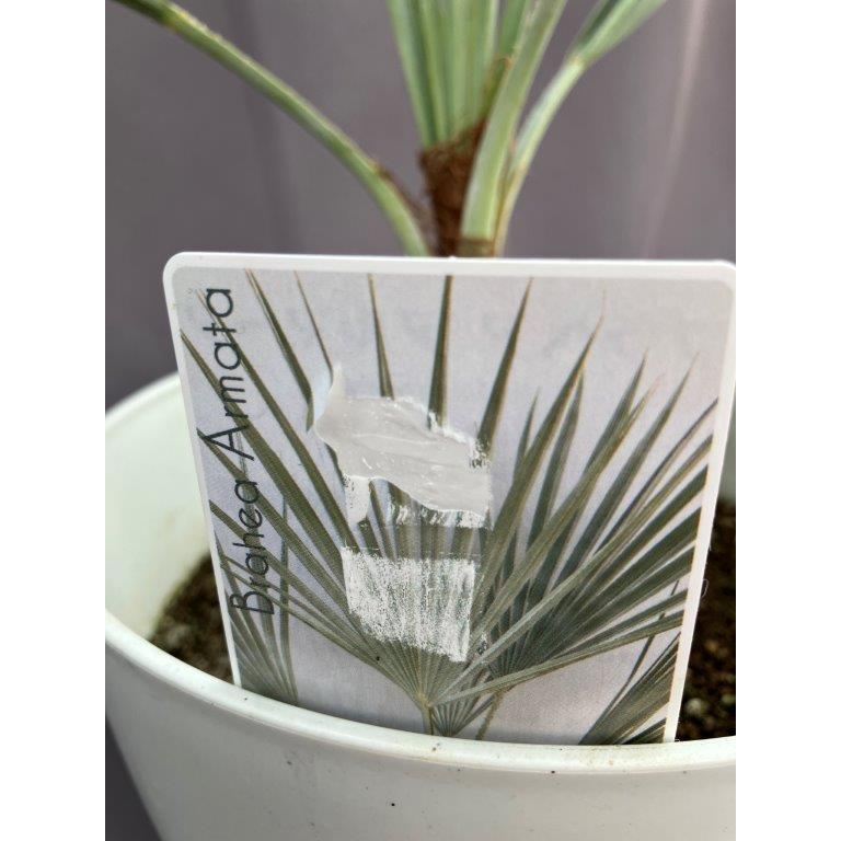 ブラへアアルマータ ブルーヤシ TBT002A｜アンテシュクレ intesucre レベッカ 脇高ブラ Premium