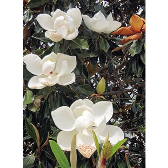 現品530B】ケイパレス（矮性・直立性タイサンボク）7号 : 日本ライン