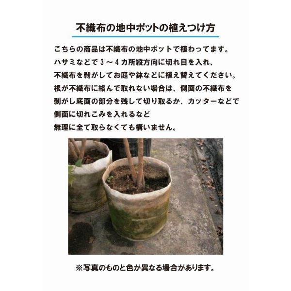 現品530B】ケイパレス（矮性・直立性タイサンボク）7号 : 日本ライン