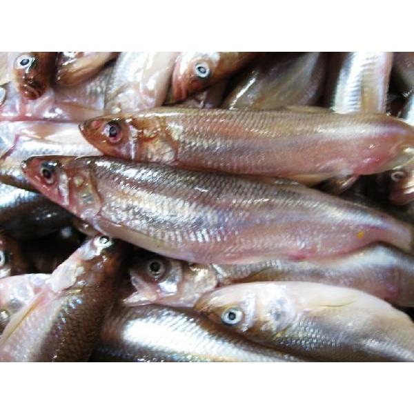 ししゃも オスＬサイズ60尾 北海道広尾産 送料無料 十勝港 シシャモ |  | 01