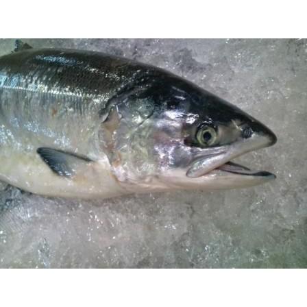 時鮭　アラ・切り落とし　アラ汁用パック |  | 01