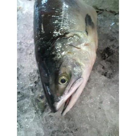 船上活〆時しらず 3kg-3.5kg 生時鮭 北海道産 お中元 |  | 01
