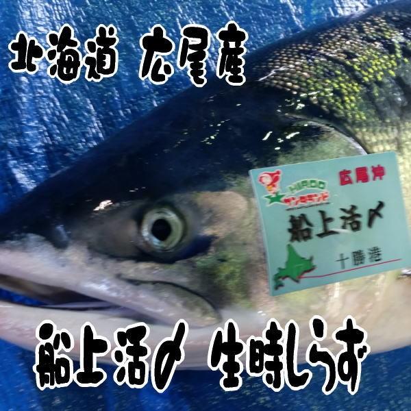 船上活〆時しらず 4.0kg以上 生時鮭 北海道 | 