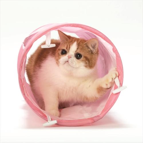 猫壱 P-4580471867129 キャットトンネル ピンク : 家電のSAKURA