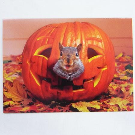 ハロウィンカード かぼちゃから リス Avanti りす 秋 Halloweenメッセージ ギフトカード グリーティング 7004 Kaderia 通販 Yahoo ショッピング